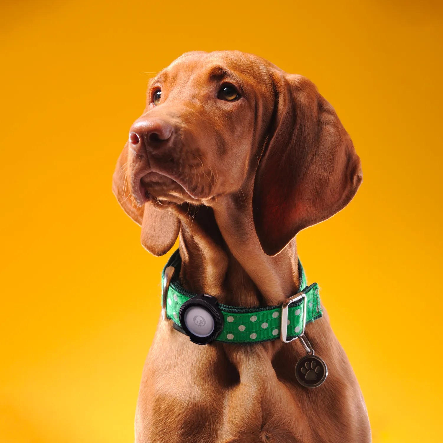 Dog wearing a green collar with a waterproof AirTag case on a yellow background