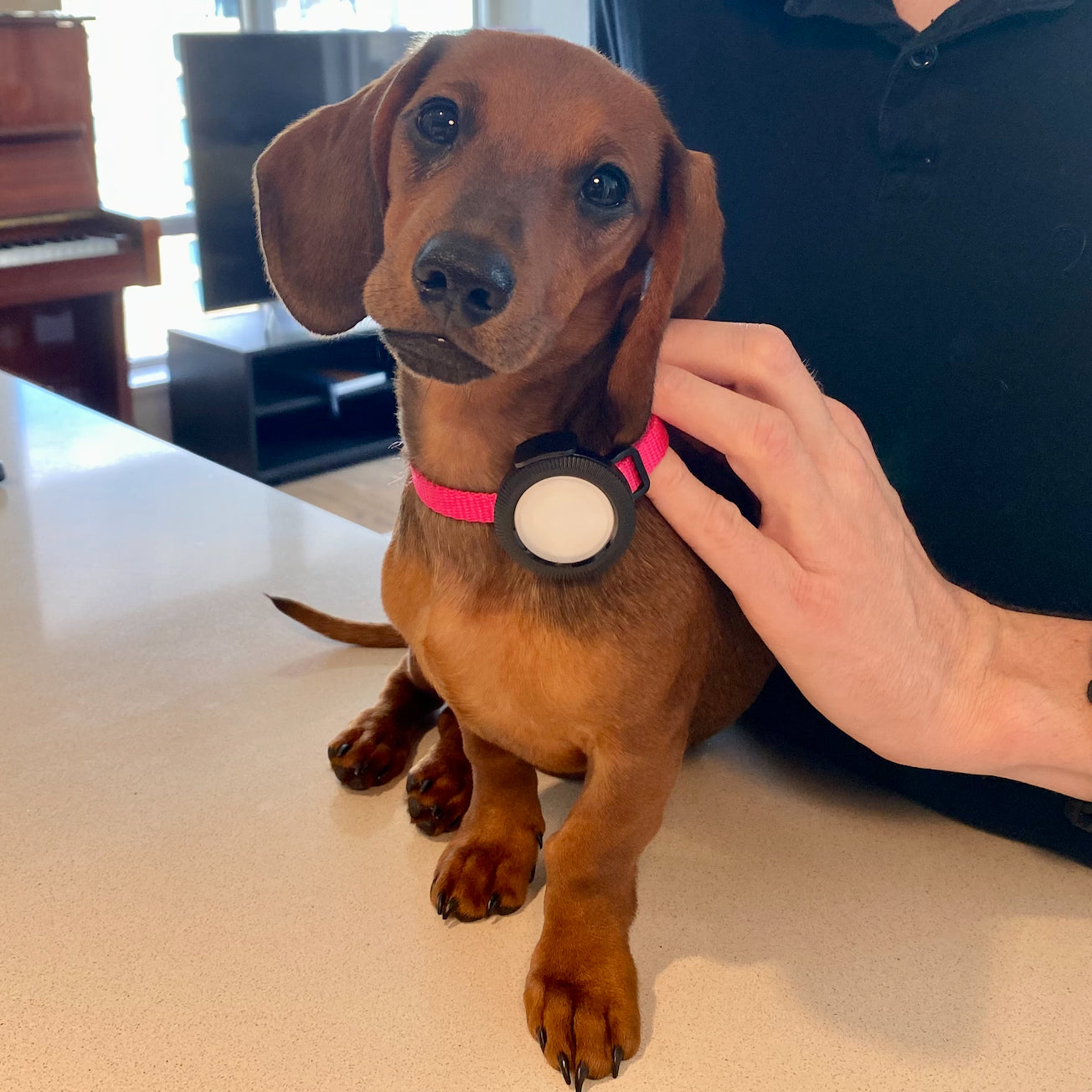 A brown dachshund puppy sits on a countertop, wearing a pink collar secured by an AirTag - Clip-It Case in black from Catalyst. An adult's hand gently pets the puppy as a piano in the background creates a cozy atmosphere.